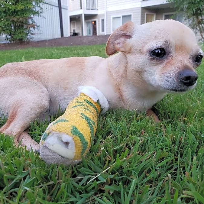 Photo of Nova