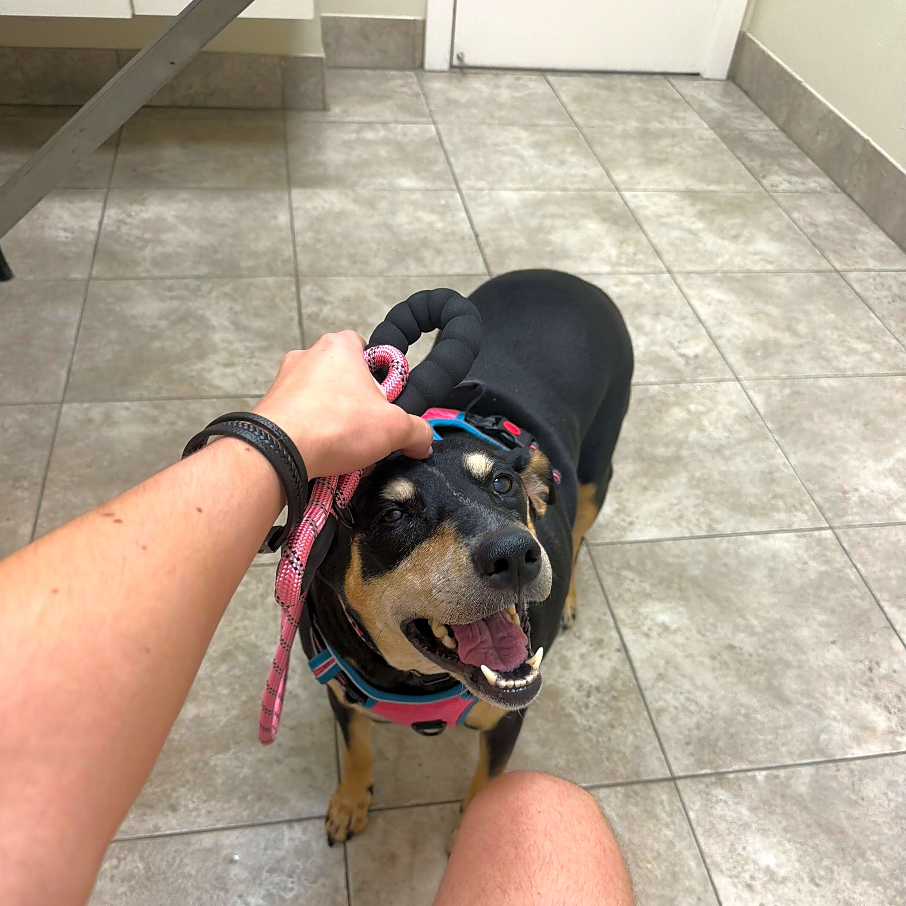 Photo of Reese