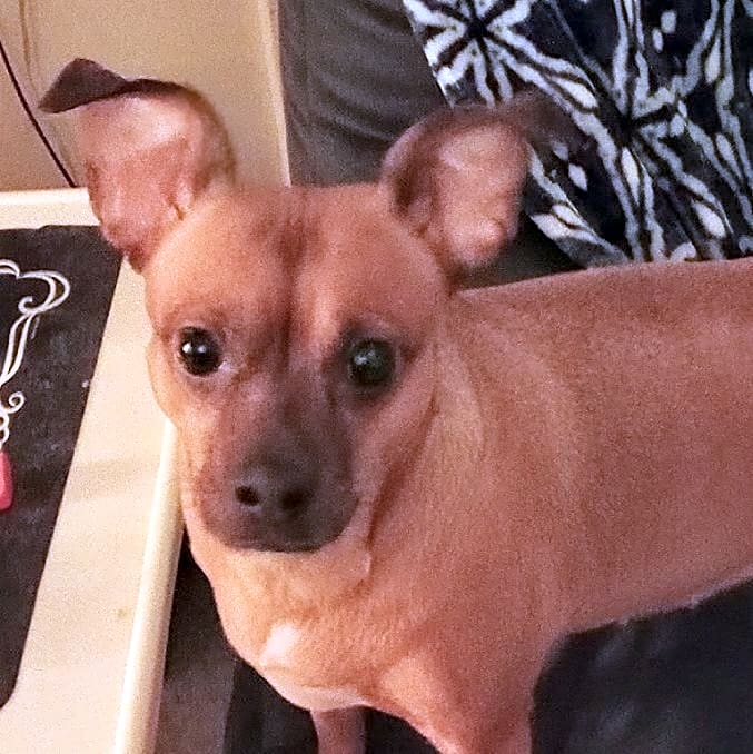 Photo of Bailey