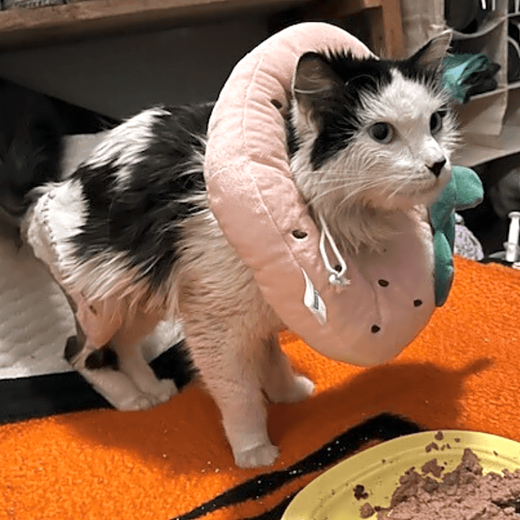 Photo of Frankie