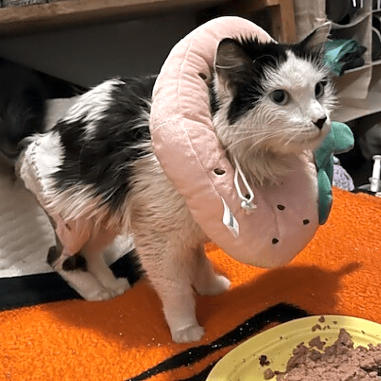 Photo of Frankie