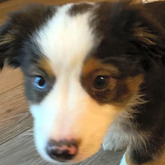 Photo of Archie