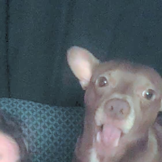 Photo of Tanner