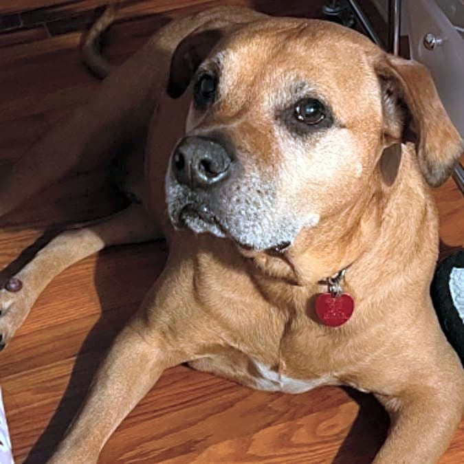 Photo of Atticus