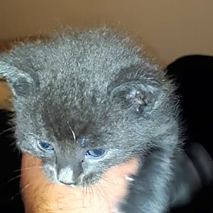 Photo of Kitten