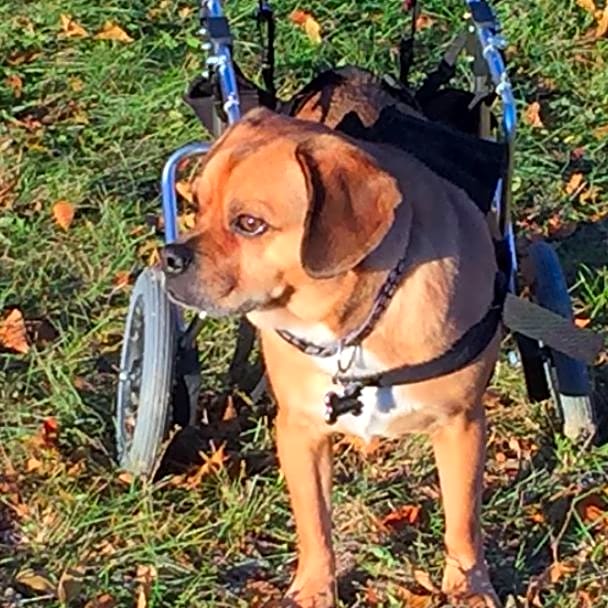 Photo of Watson
