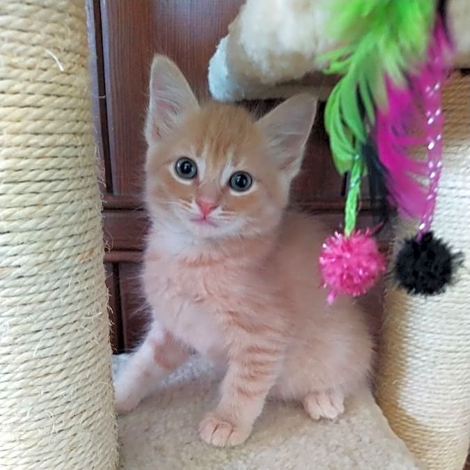 Photo of Cypress