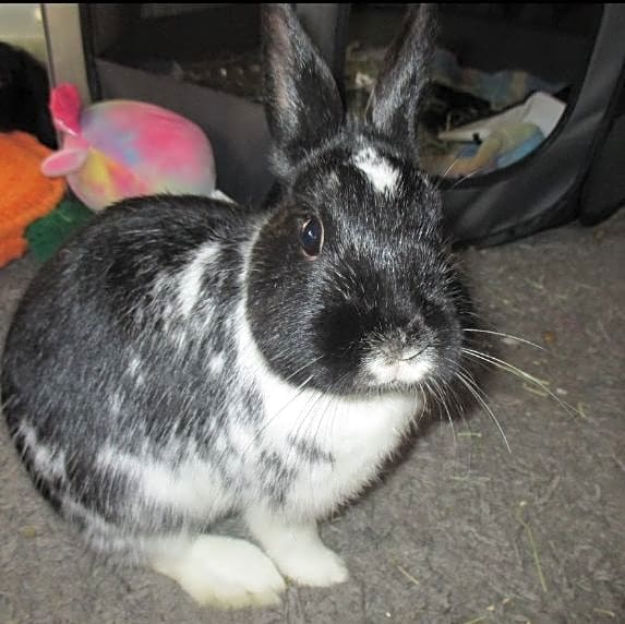 Photo of Houdini