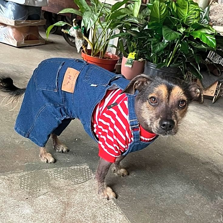 Photo of Ziggy