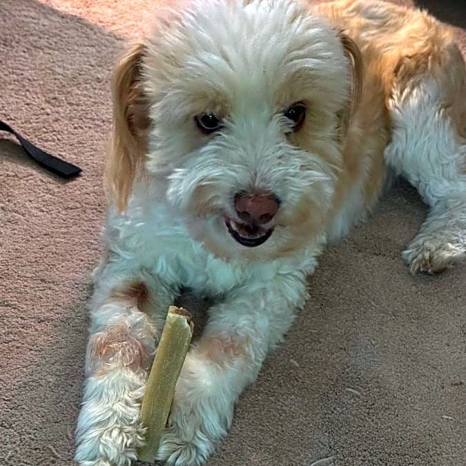 Photo of Mollie