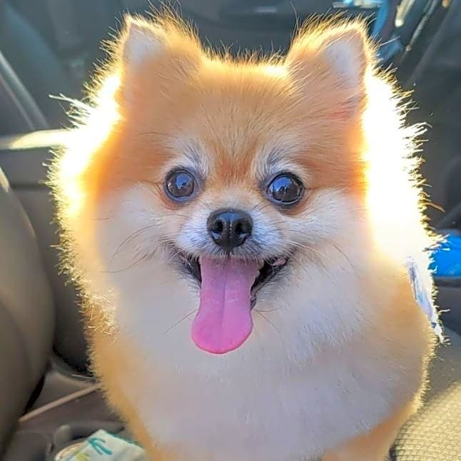 Photo of Bella Rose