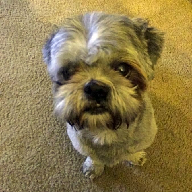 Photo of Zues