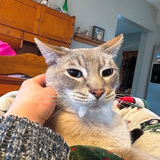Photo of Grover