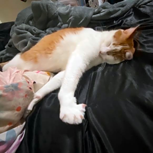Photo of Simba