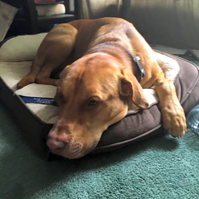 Photo of Scooper