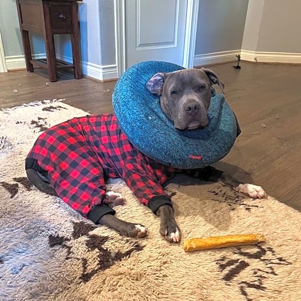 Photo of Alfie