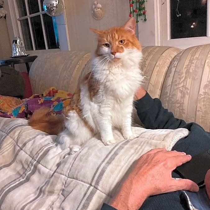 Photo of Rex