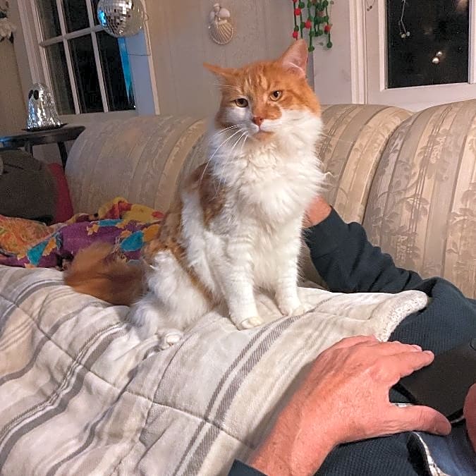Photo of Rex