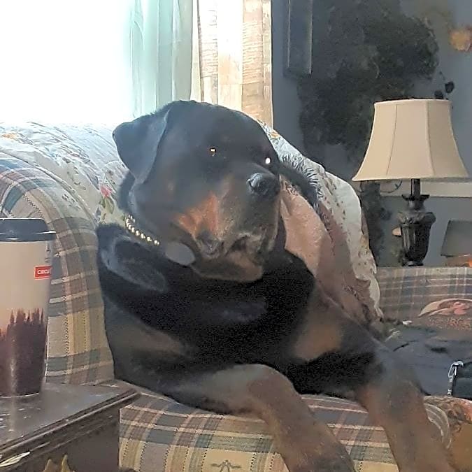 Photo of Cujo