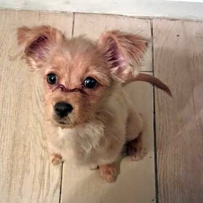 Photo of Pumpkin