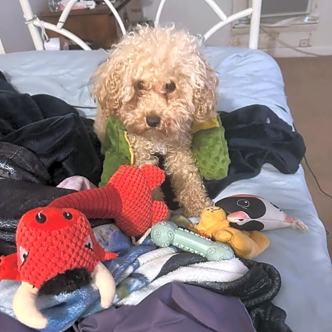 Photo of Teddy
