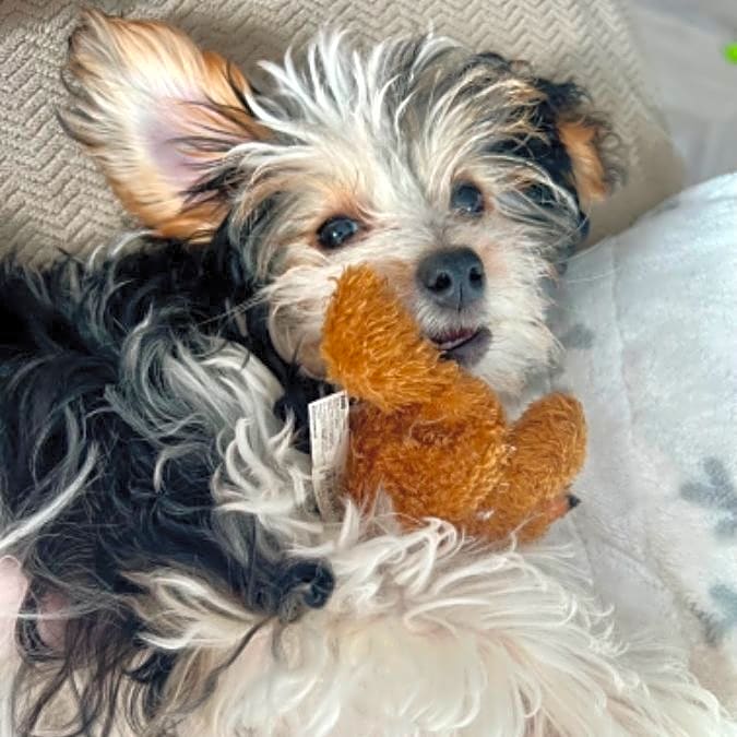 Photo of Phoebe