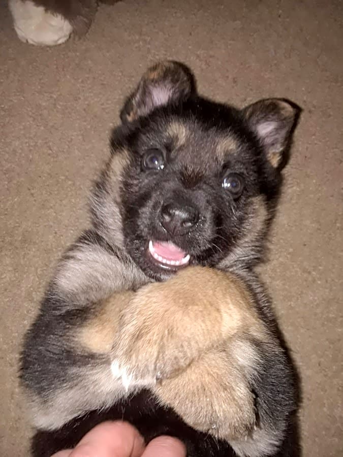 Photo of Freyja