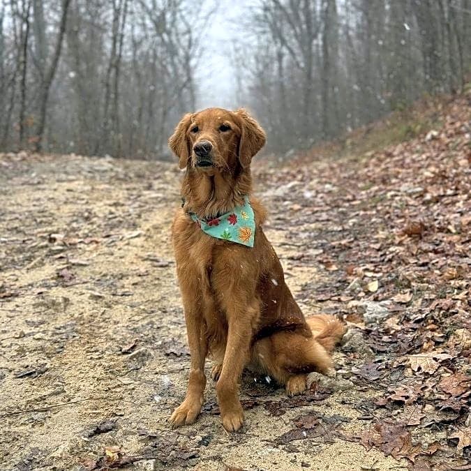 Photo of Bailey