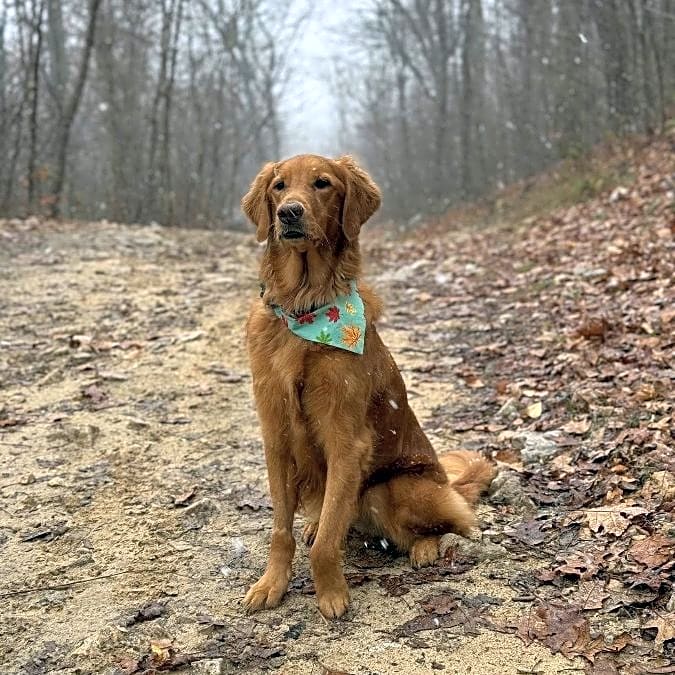 Photo of Bailey