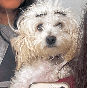 Photo of Lola