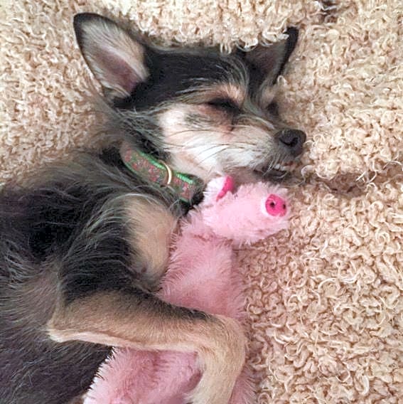 Photo of Oliver