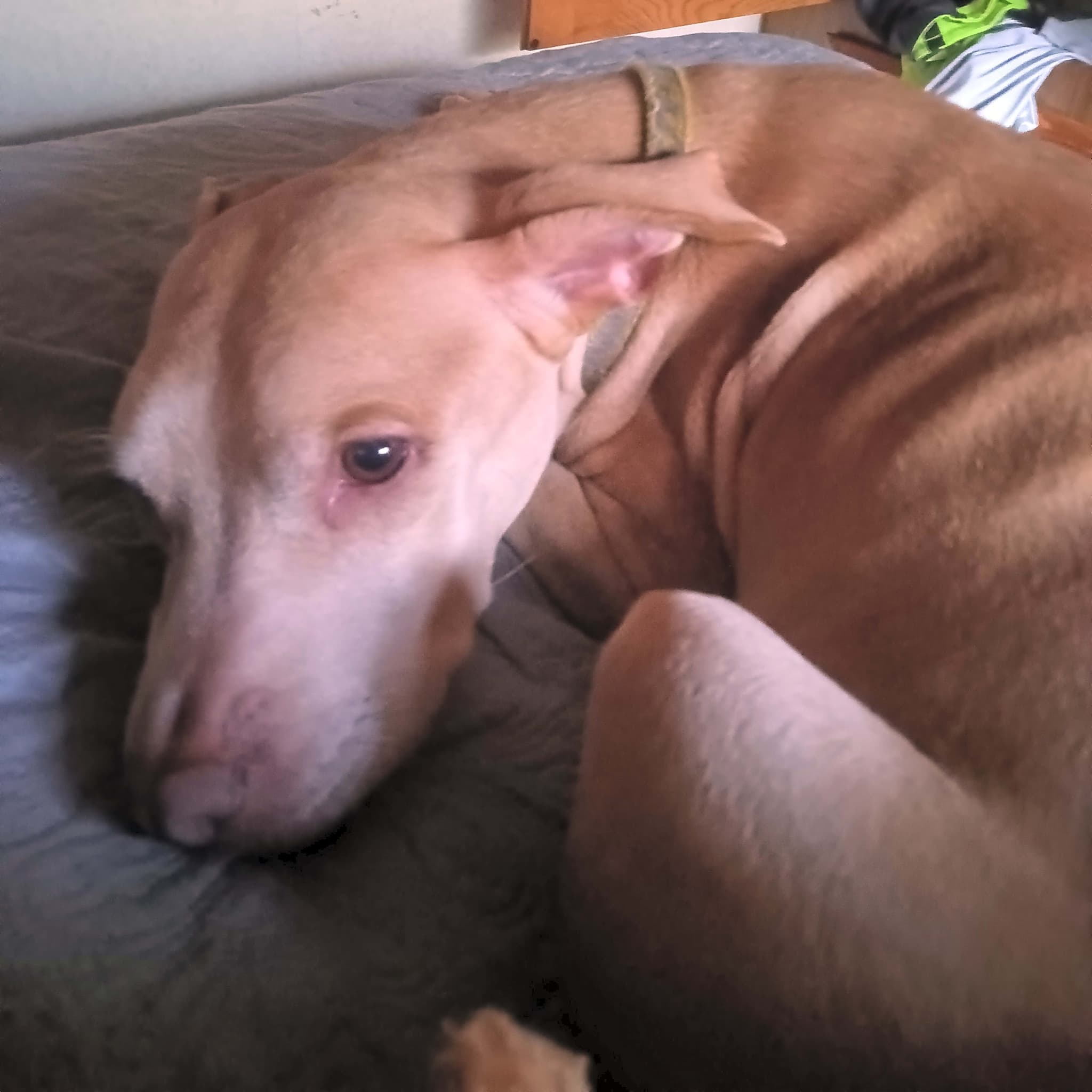 Photo of Penny