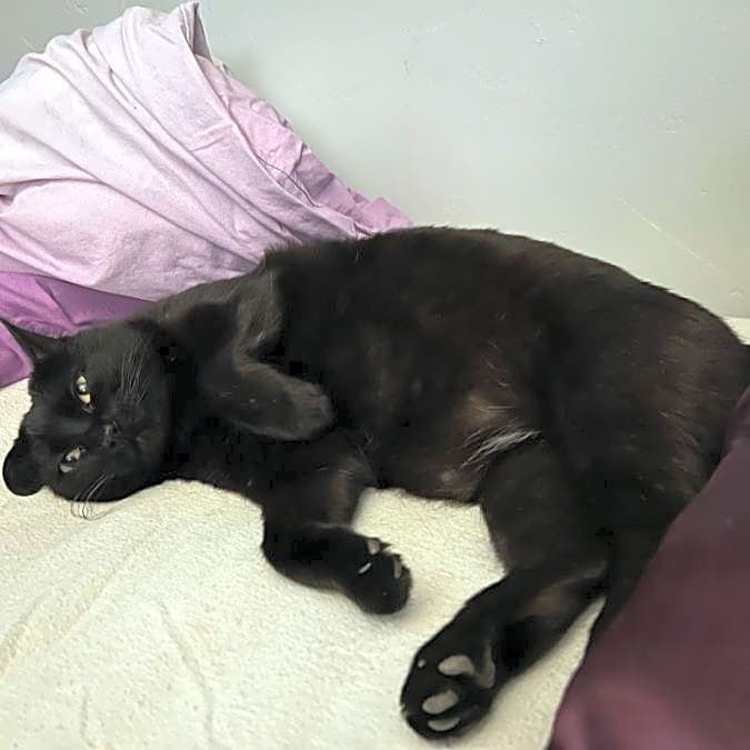 Photo of Dutchess