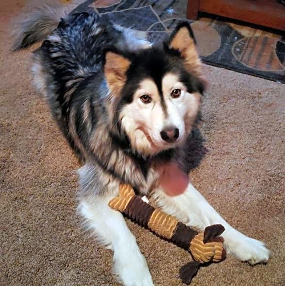 Photo of Chinook