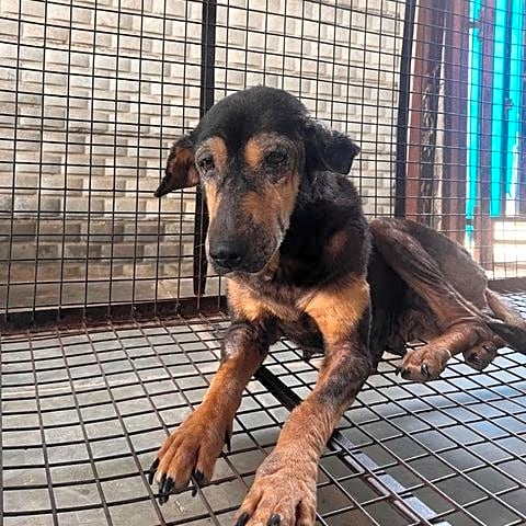 Photo of Kali