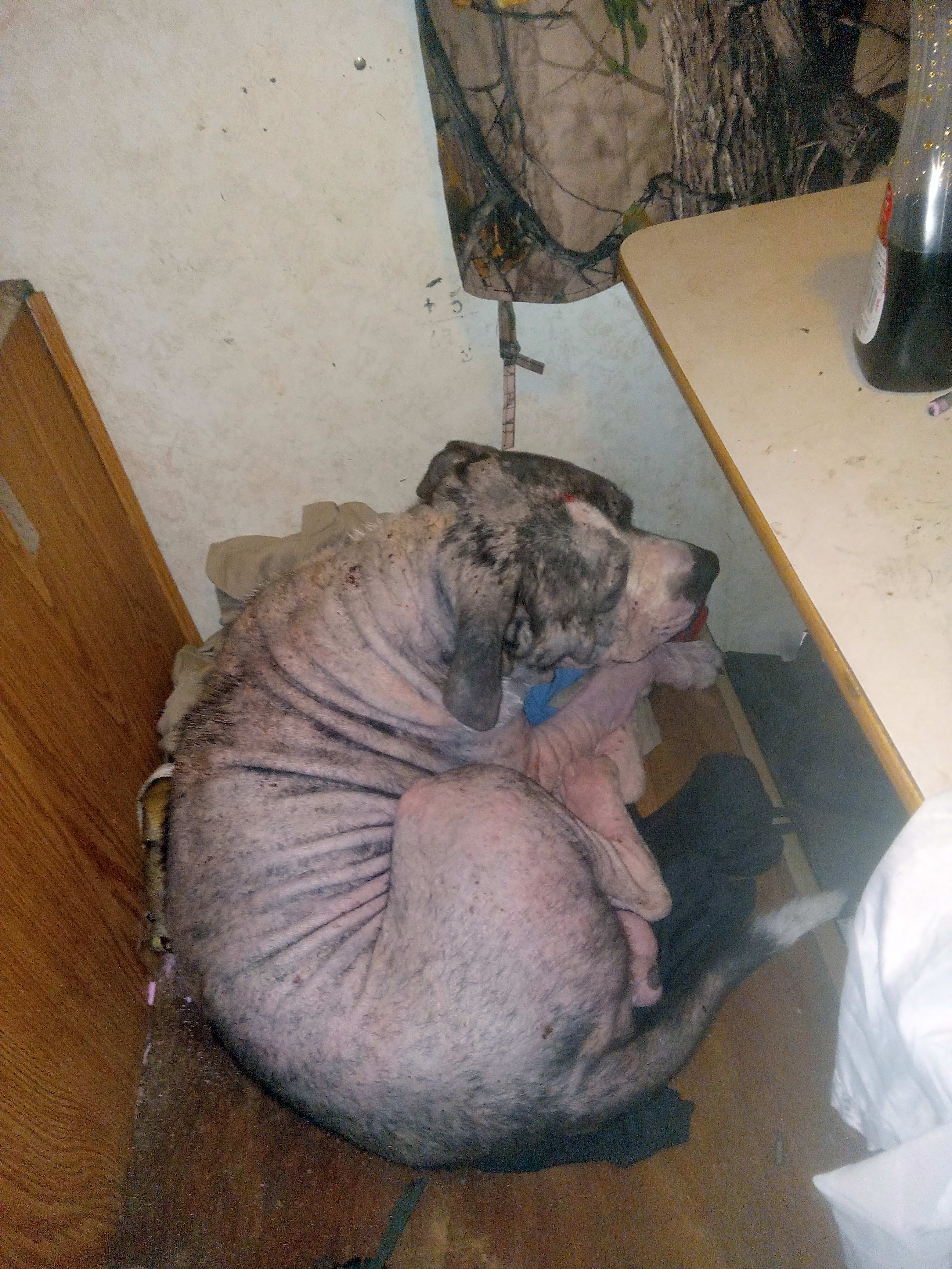 Photo of Smokey