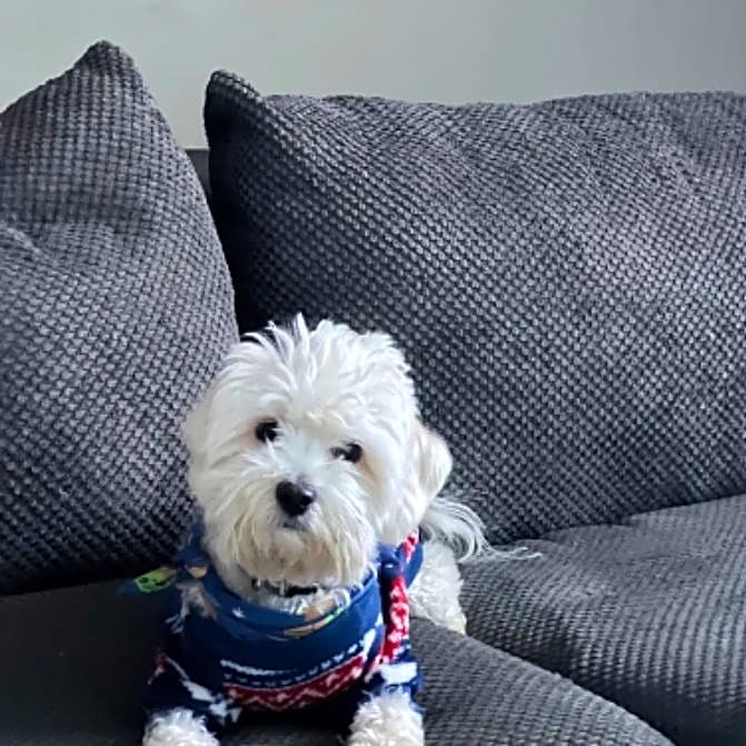 Photo of Dexter