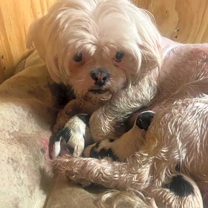 Photo of Ella and Her Puppies