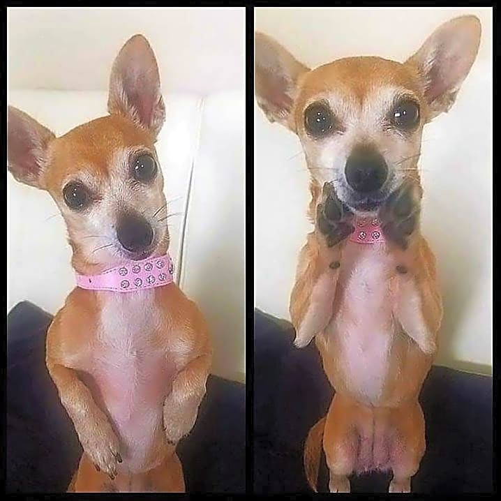 Photo of Piglet