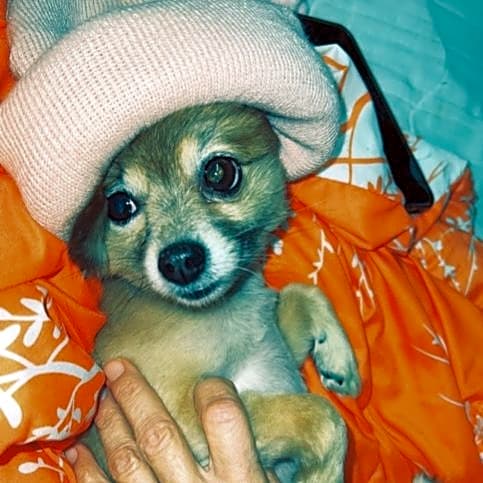 Photo of Rocky