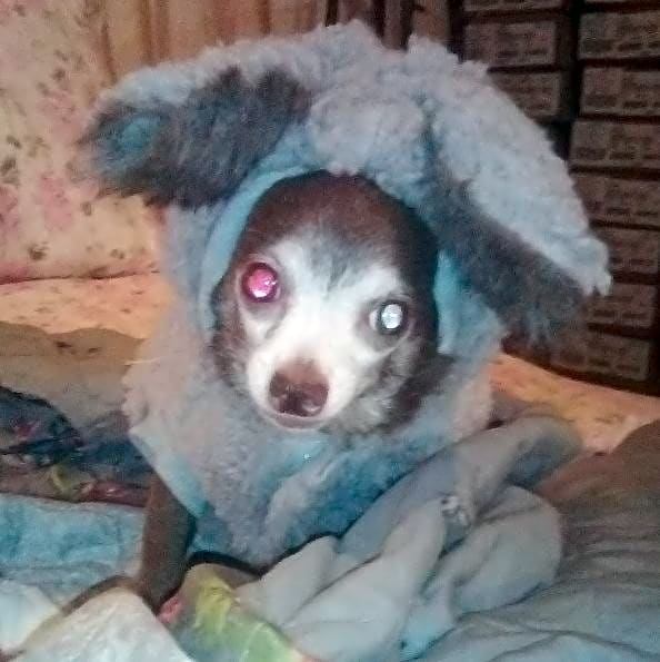 Photo of coco