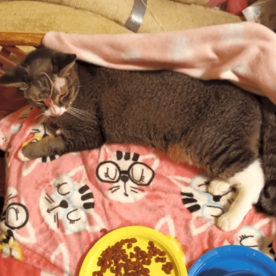 Photo of Peanut