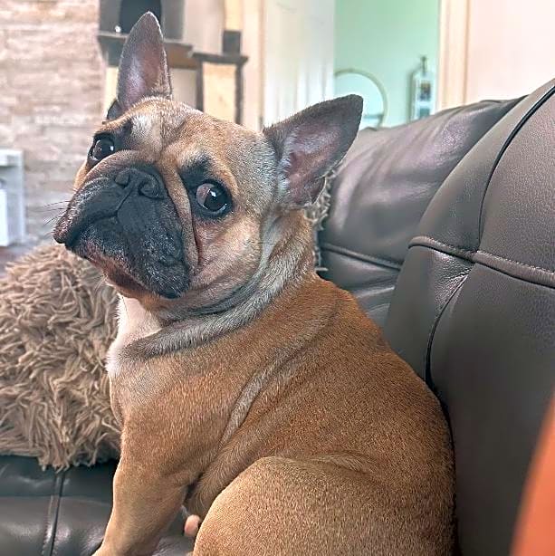 Photo of Yoda