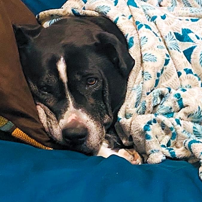 Photo of Tippy