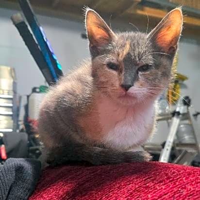 Photo of Maple