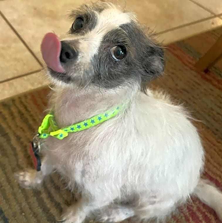 Photo of Oreo