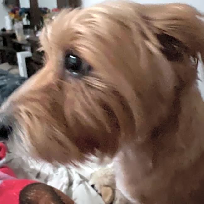 Photo of Pooper