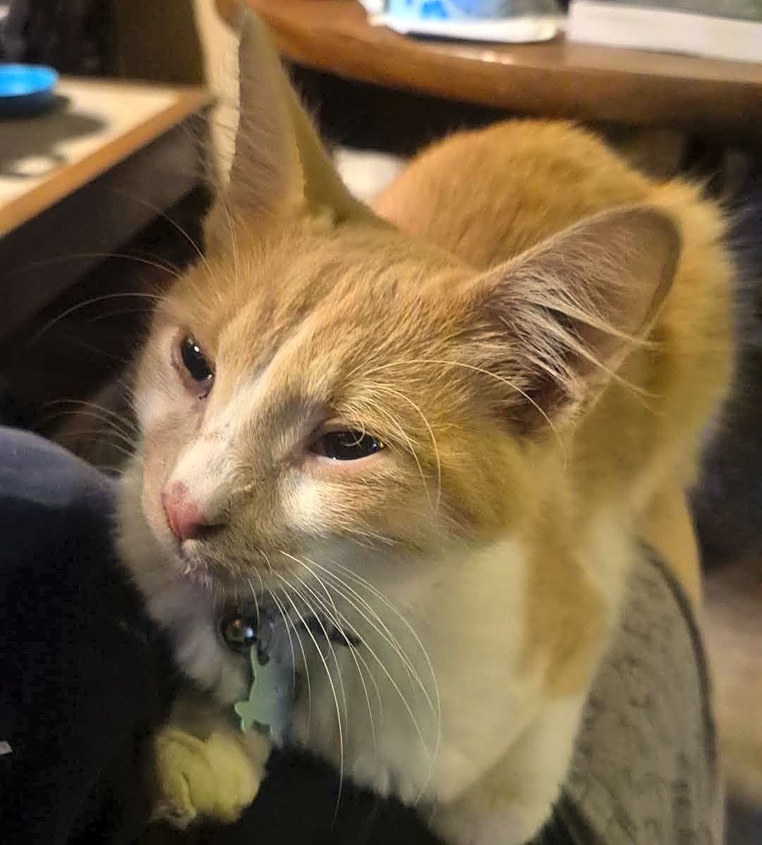 Photo of Loki