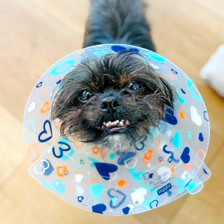 Photo of Tippy
