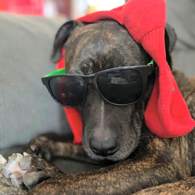 Photo of Luna